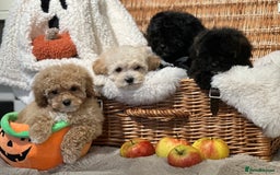 Shihpoo dogs for sale: Absolutely stunning Shihpoo pups ready now ❤️ - Image 13