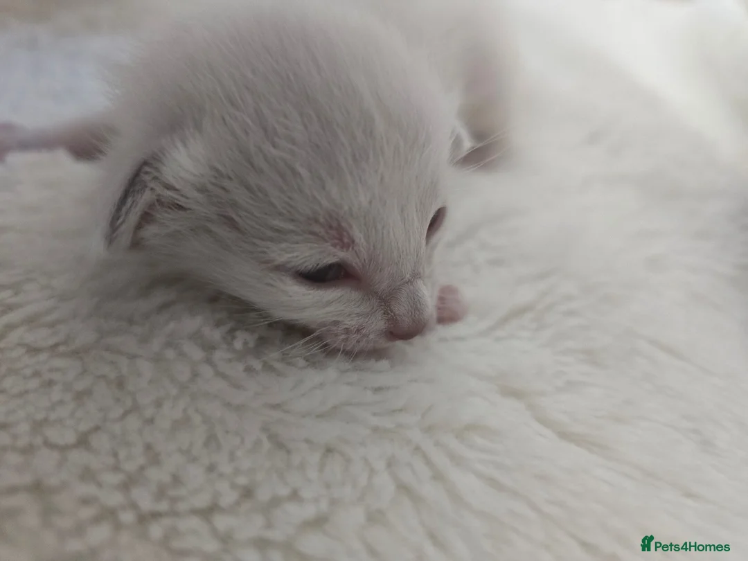 Siamese cats for sale: 🐾 Sweet siamese little boy 🐾  - Advert 4