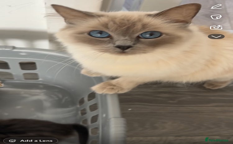 Ragdoll cats - Advert 2