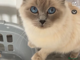 Ragdoll cats - Advert 11