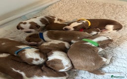 Welsh Springer Spaniel dogs for sale: Kc reg Welsh springer spaniel male puppies - Image 12