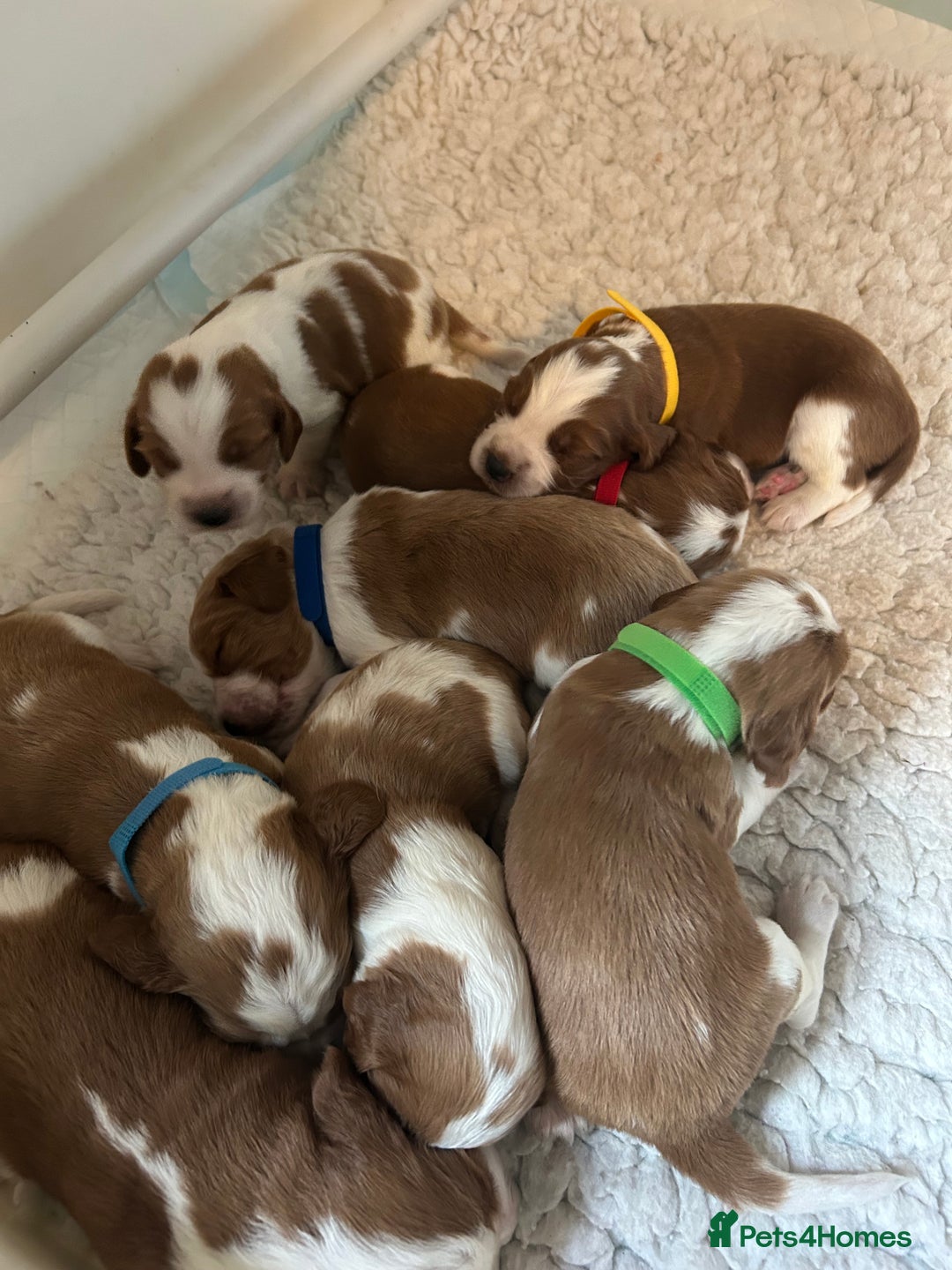 Welsh Springer Spaniel dogs for sale: Kc reg Welsh springer spaniel male puppies - Image 12