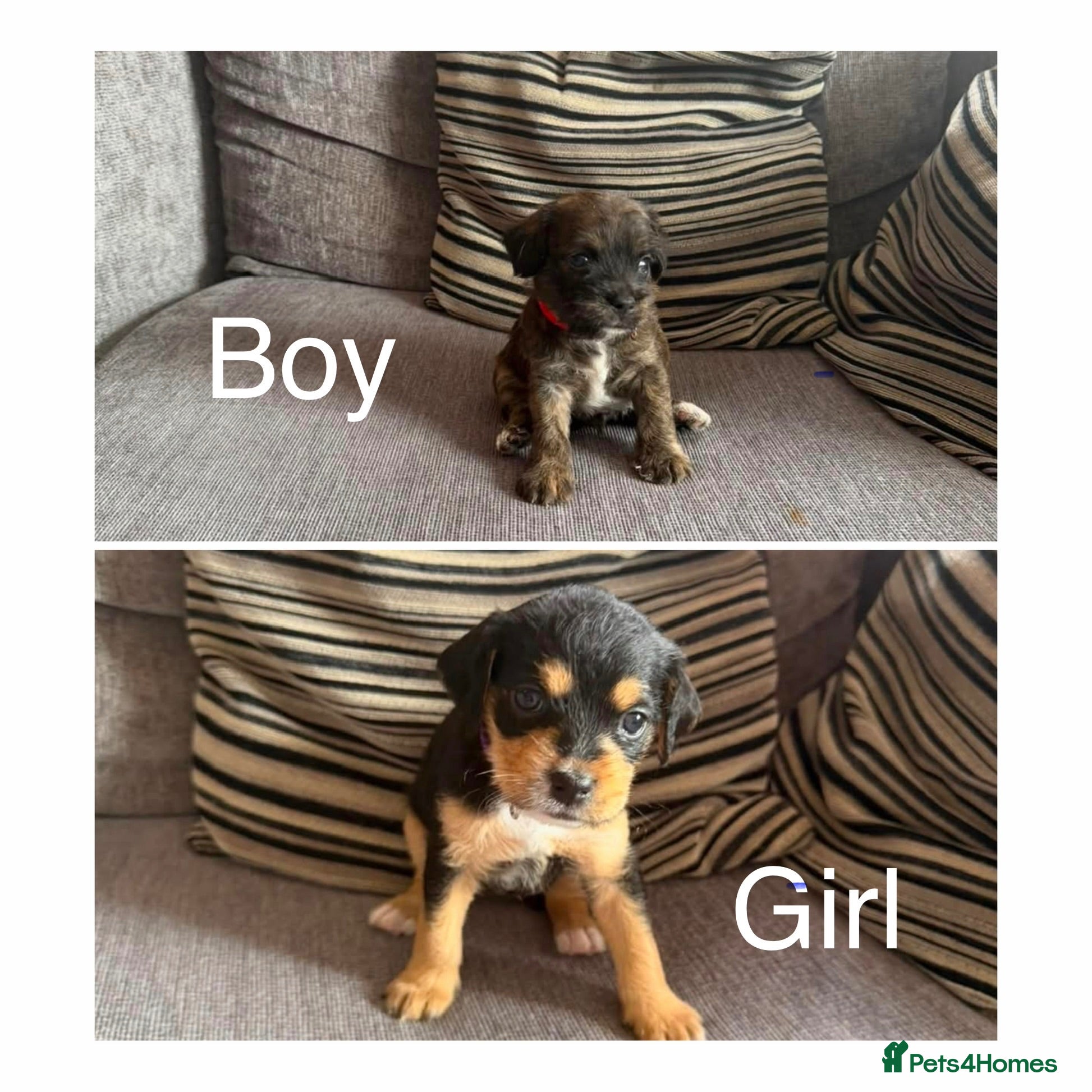 Mixed Breed dogs 6 cavapoos puppies only 2 left boy and girl  - Advert 2