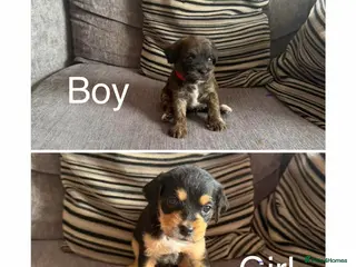 Mixed Breed dogs 6 cavapoos puppies only 2 left boy and girl - Advert 2