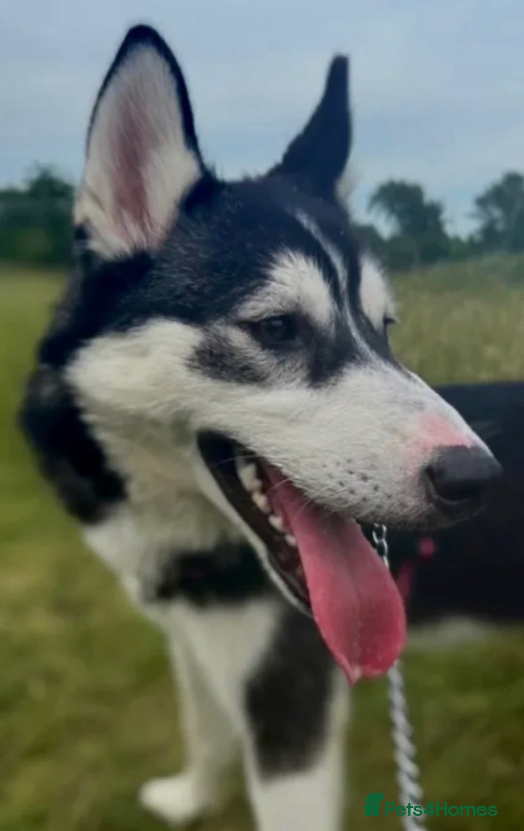 Siberian Husky dogs for sale: Siberian husky  - Advert 4