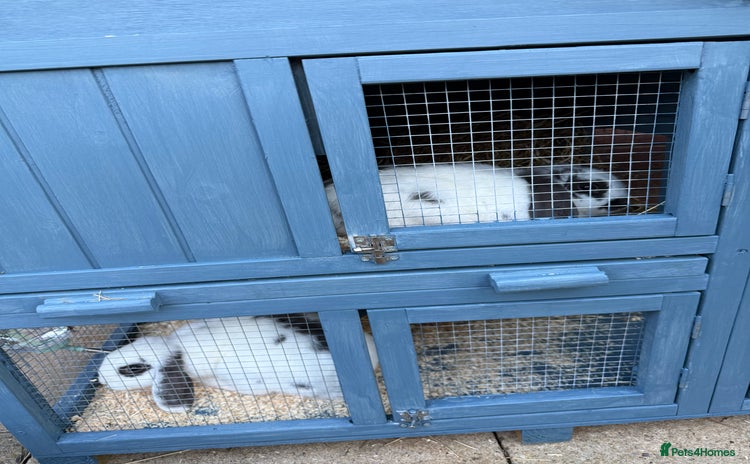 Mini Lop rabbits - Advert 4