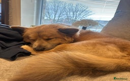 Mixed Breed dogs for stud: Chow Chow x dachshund stud  - Image 4