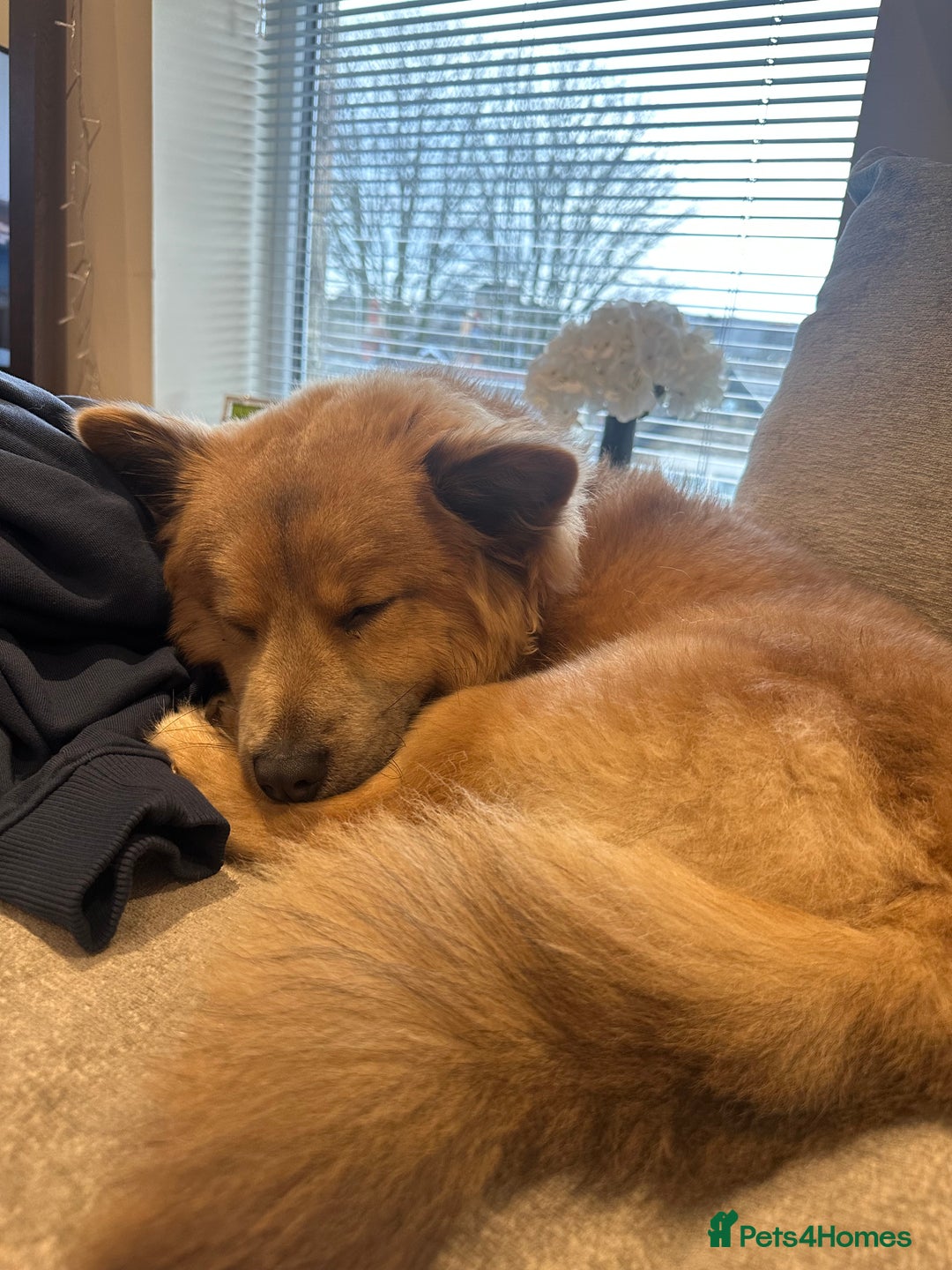 Mixed Breed dogs for stud: Chow Chow x dachshund stud  - Image 4