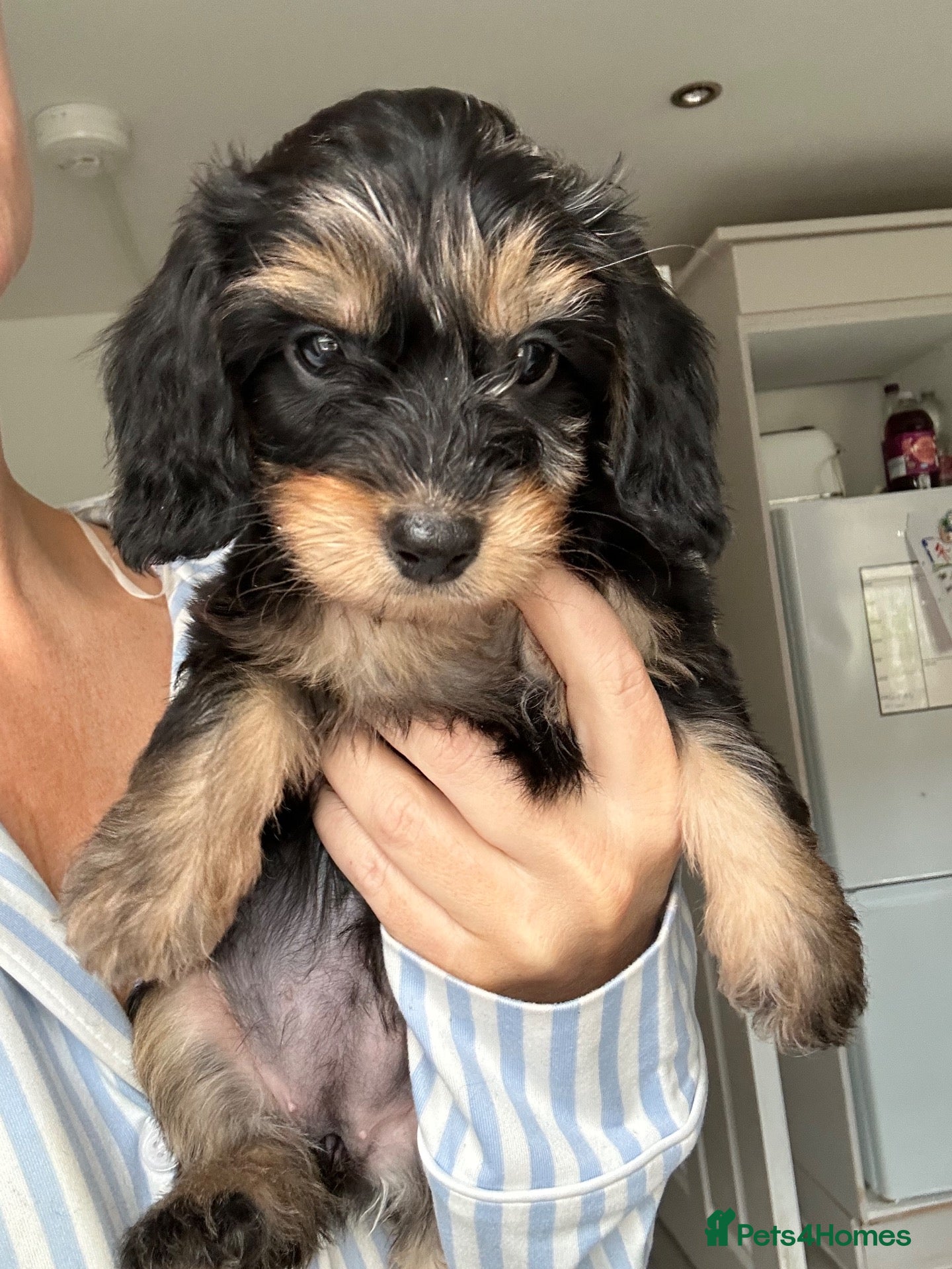 Mixed Breed dogs Doxiepoo puppies  - Advert 1