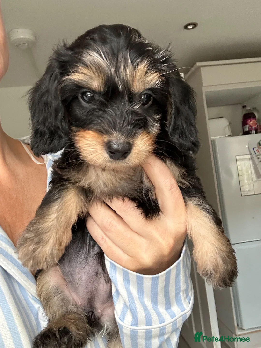 Mixed Breed dogs for sale: Doxiepoo puppies  - Advert 1