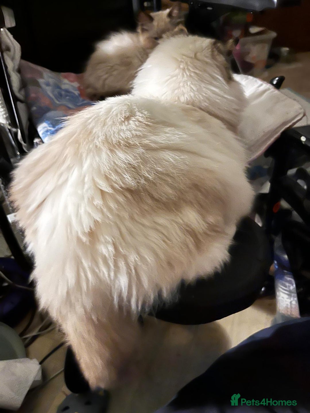 Ragdoll cats for sale: 4 Ragdoll Kittens - Advert 12