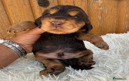 Cocker Spaniel dogs for sale: Show Cocker Spaniel pups KC reg - Image 9