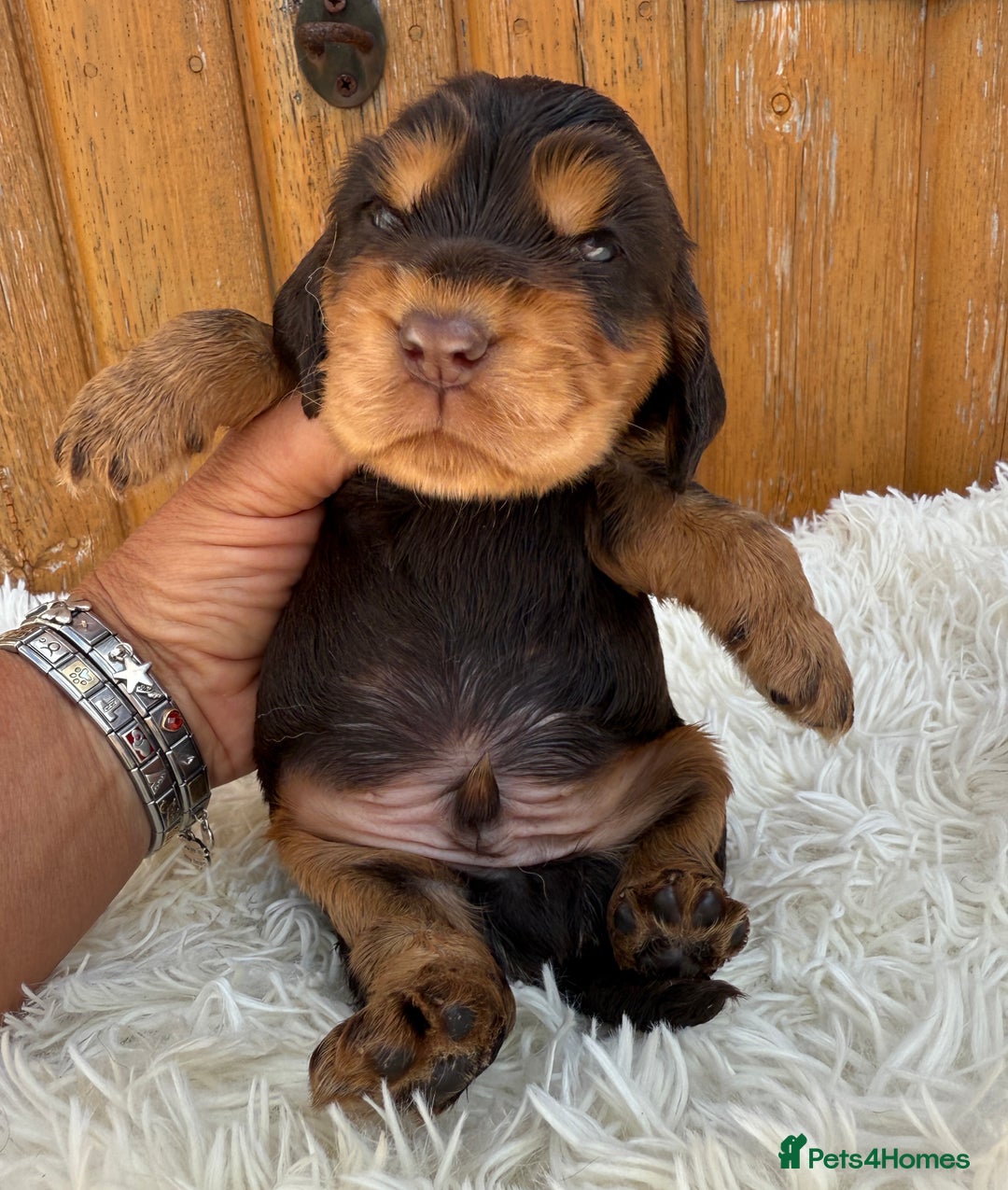 Cocker Spaniel dogs for sale: Show Cocker Spaniel pups KC reg - Image 9