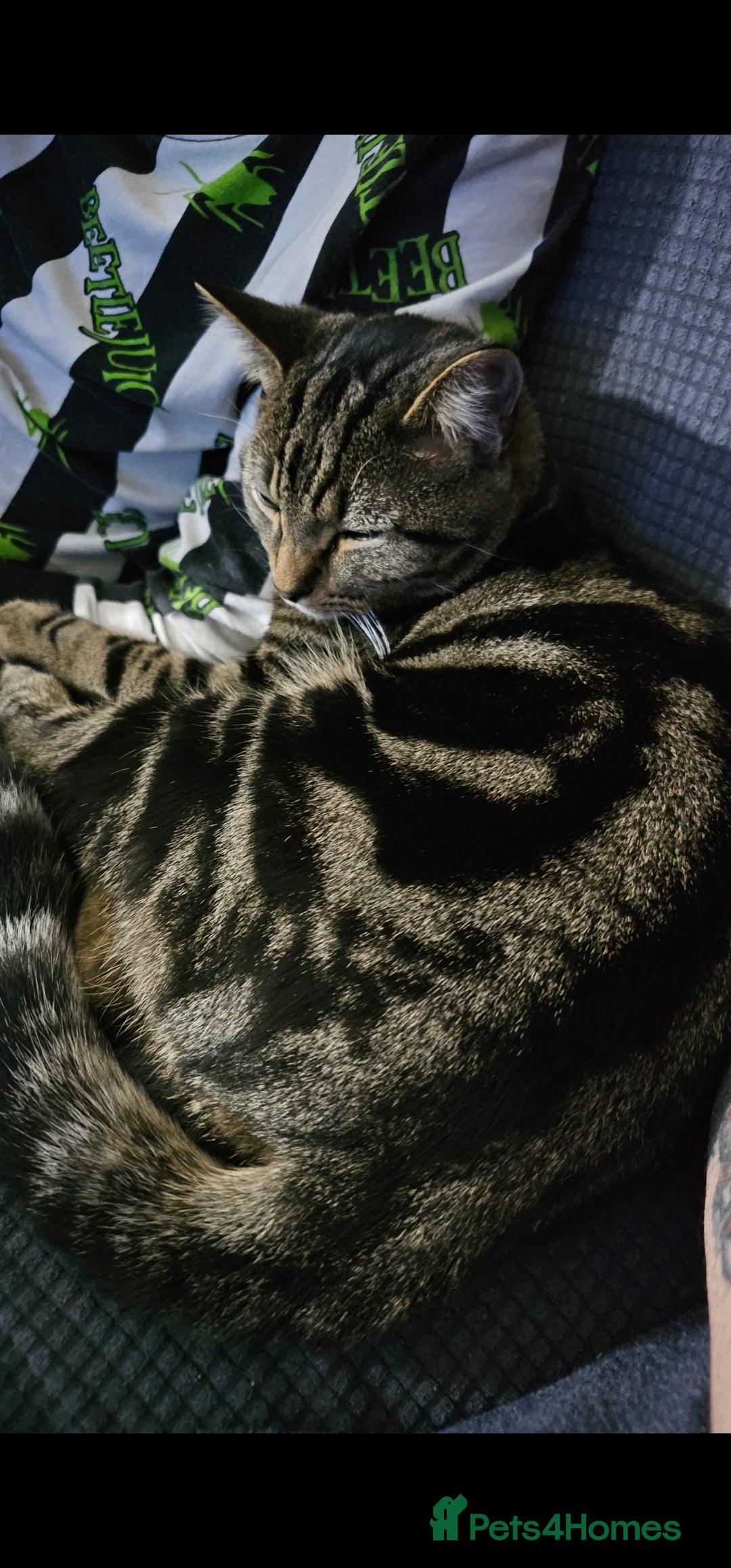 Mixed Breed cats for sale: BOB - 10mth Male Kitten  - Advert 6