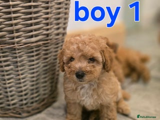 Maltipoo dogs 🐶 1 beautiful maltipoo boy ready on 27/11/25 🐶 - Advert 16