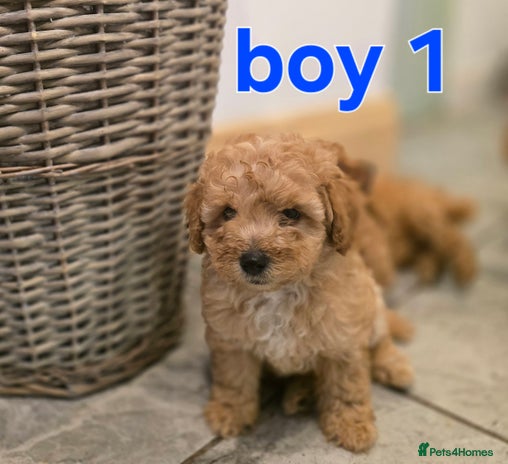 Maltipoo dogs 🐶 3 beautiful maltipoo pups for sale 🐶 - Advert 2