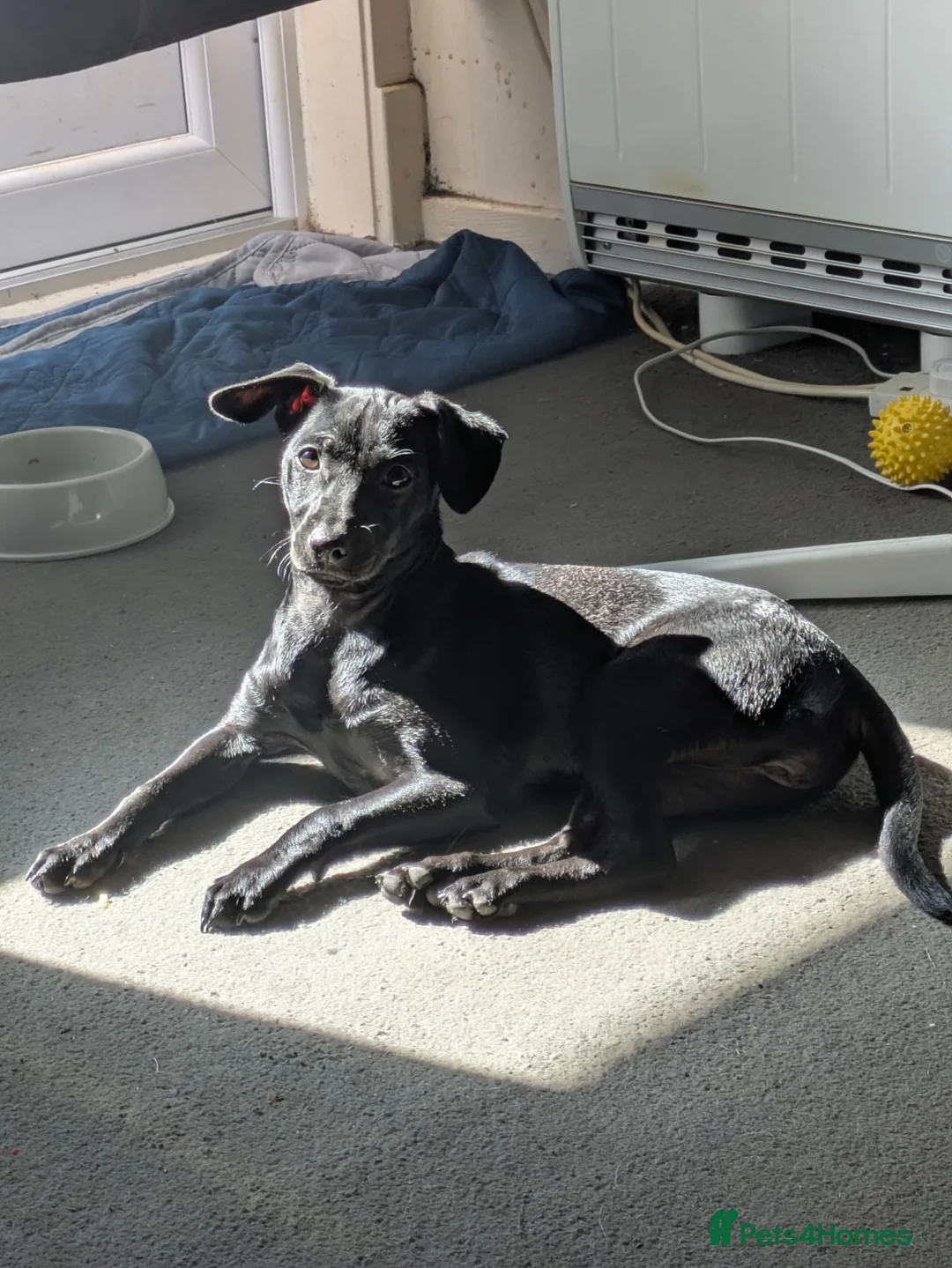Mexican Hairless dogs for sale: KC registered Miniature mexican hairless (Xolo) - Advert 2