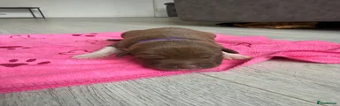 Purple collar