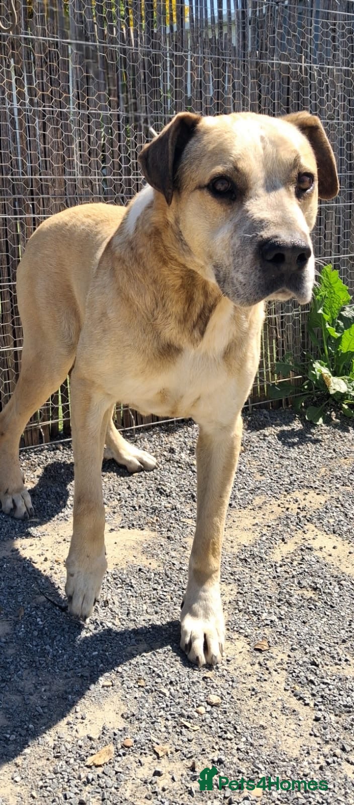 Mixed Breed dogs GEM 💎 🐾 - Advert 18