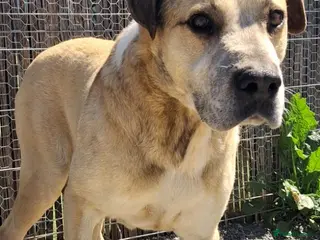 Mixed Breed dogs GEM 💎 🐾 - Advert 18