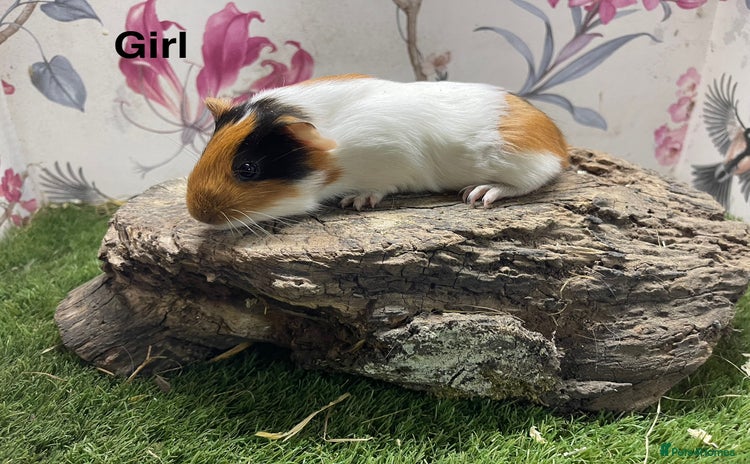 Guinea Pig rodents - Advert 3