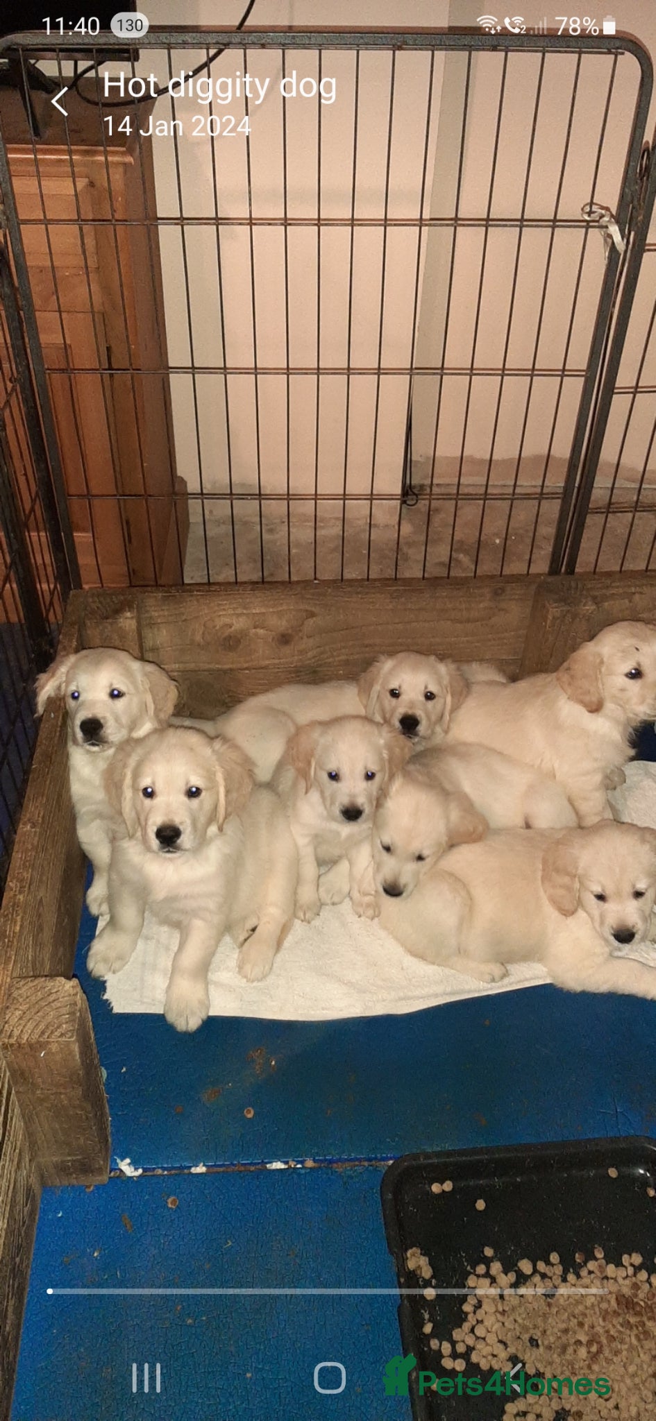 Golden Retriever dogs beautiful Cream golden retrievers - Advert 5