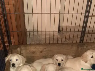 Golden Retriever dogs beautiful Cream golden retrievers - Advert 5