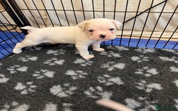 Boxer dogs for sale: Bobtail Boy from Health Tested Parents  - Image 7