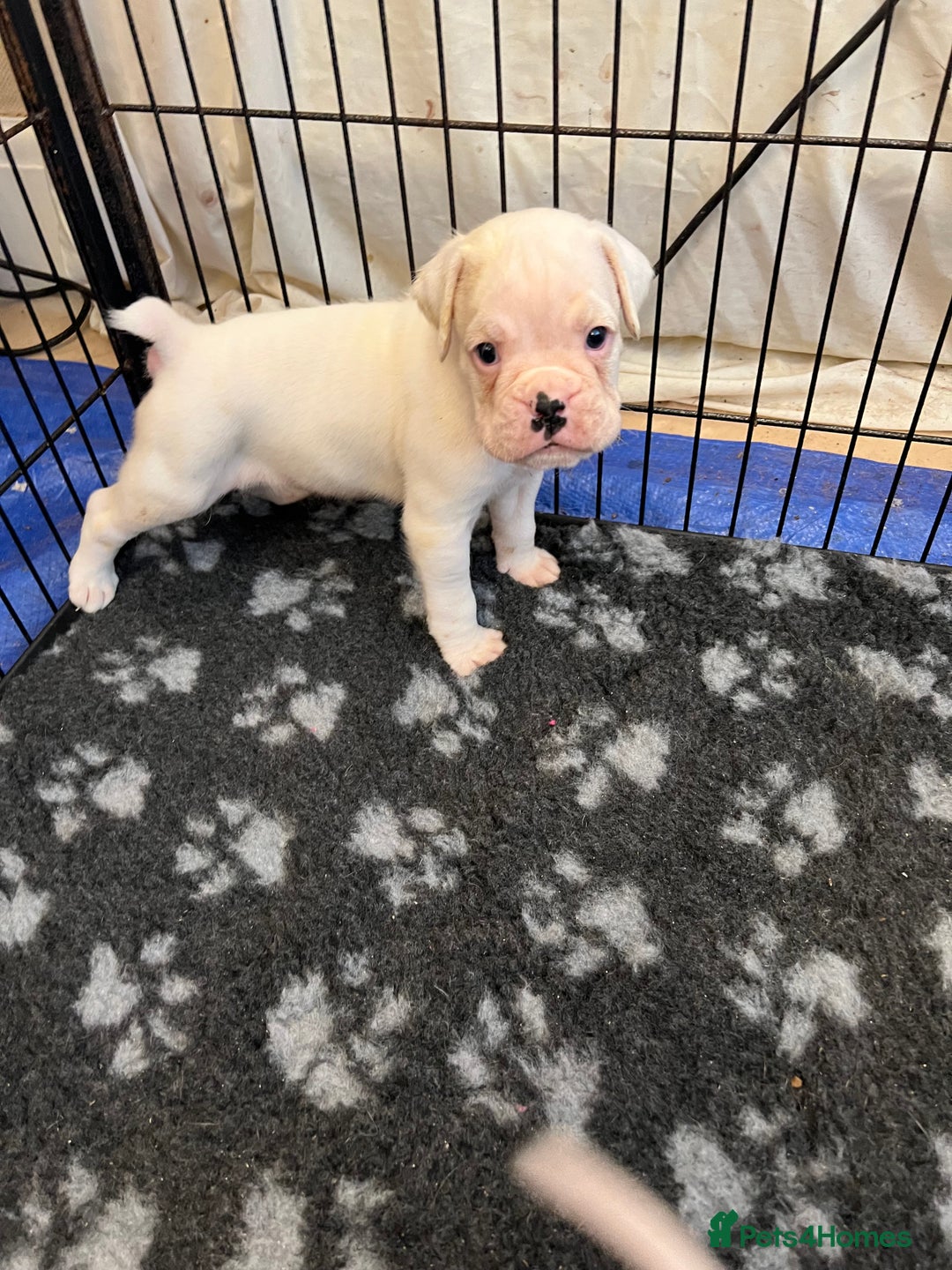 Boxer dogs for sale: Bobtail Boy from Health Tested Parents  - Image 7