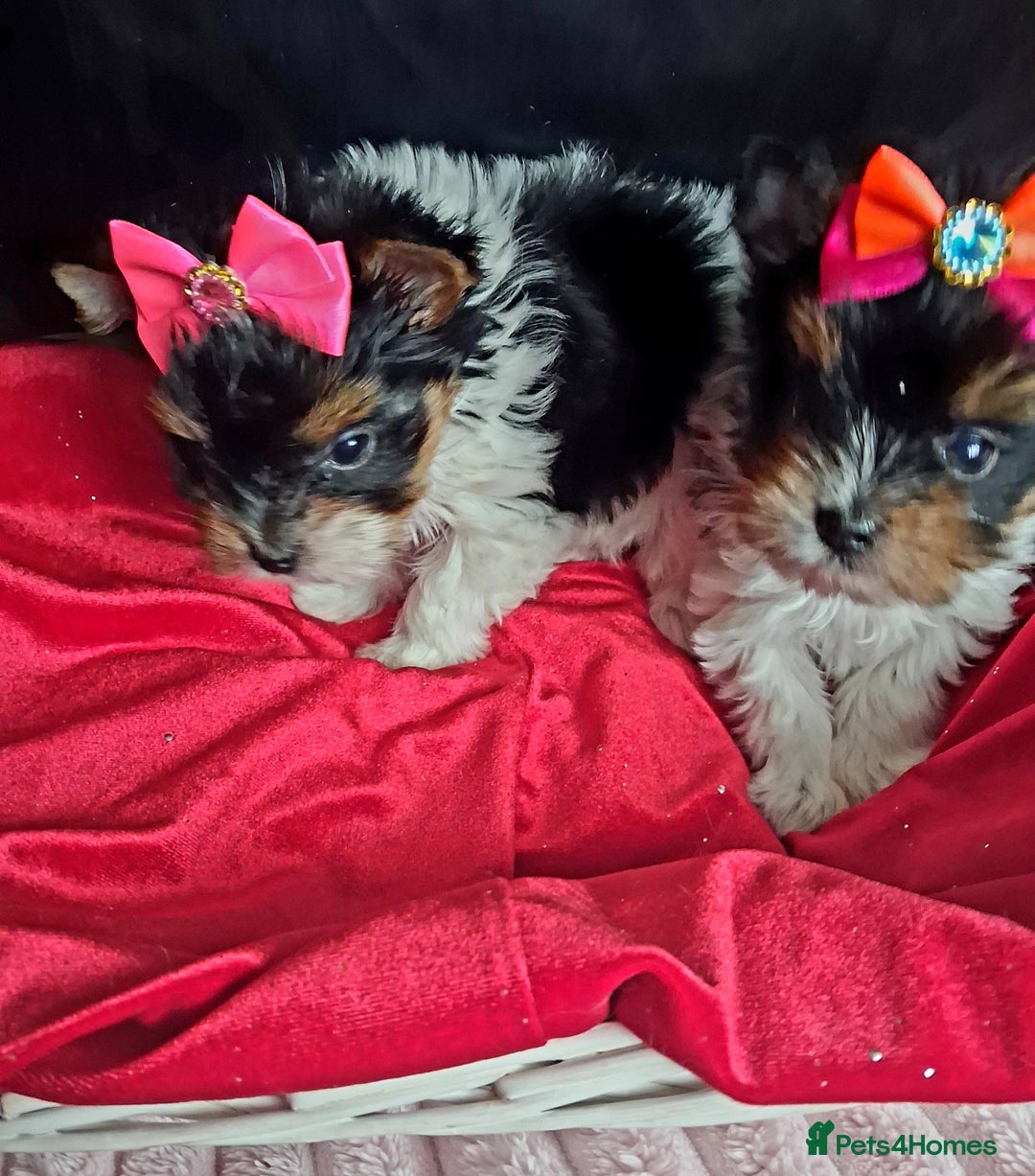 Biewer Terrier dogs for sale: Beautiful 2 mini girls - Advert 9
