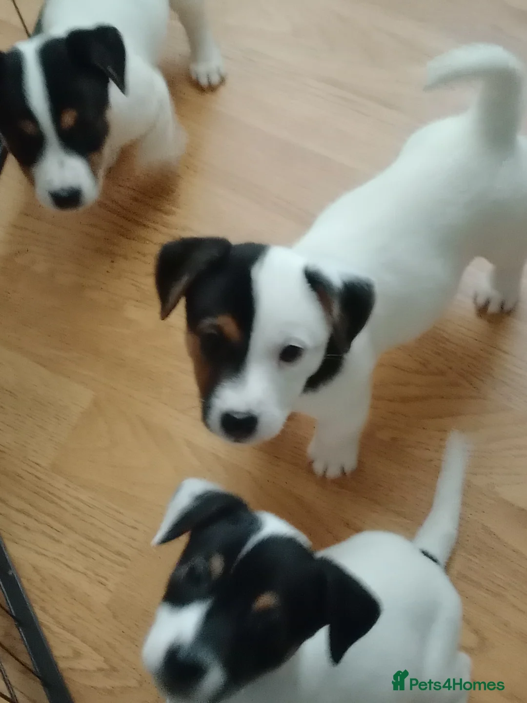 Mixed Breed dogs for sale: Parson Russell x Jack Russell  - Advert 6