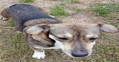 Mixed Breed dogs - Advert 12