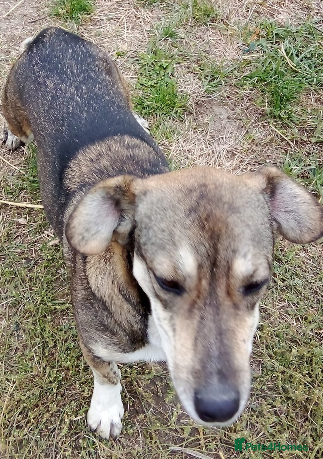 Mixed Breed dogs for adoption: GRETA - a Lovely young Girl, for a Loving Home - Image 2