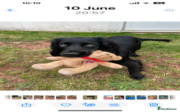 Cocker Spaniel dogs for sale: 🐶cocker spaniel puppies 🐶  - Image 5