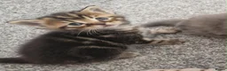 Mixed Breed cats for sale: Maine coon cross Persian  - Advert 6