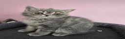 Exotic cats for sale: READY  Now  EXOTIC  GIRLS  - Advert 16