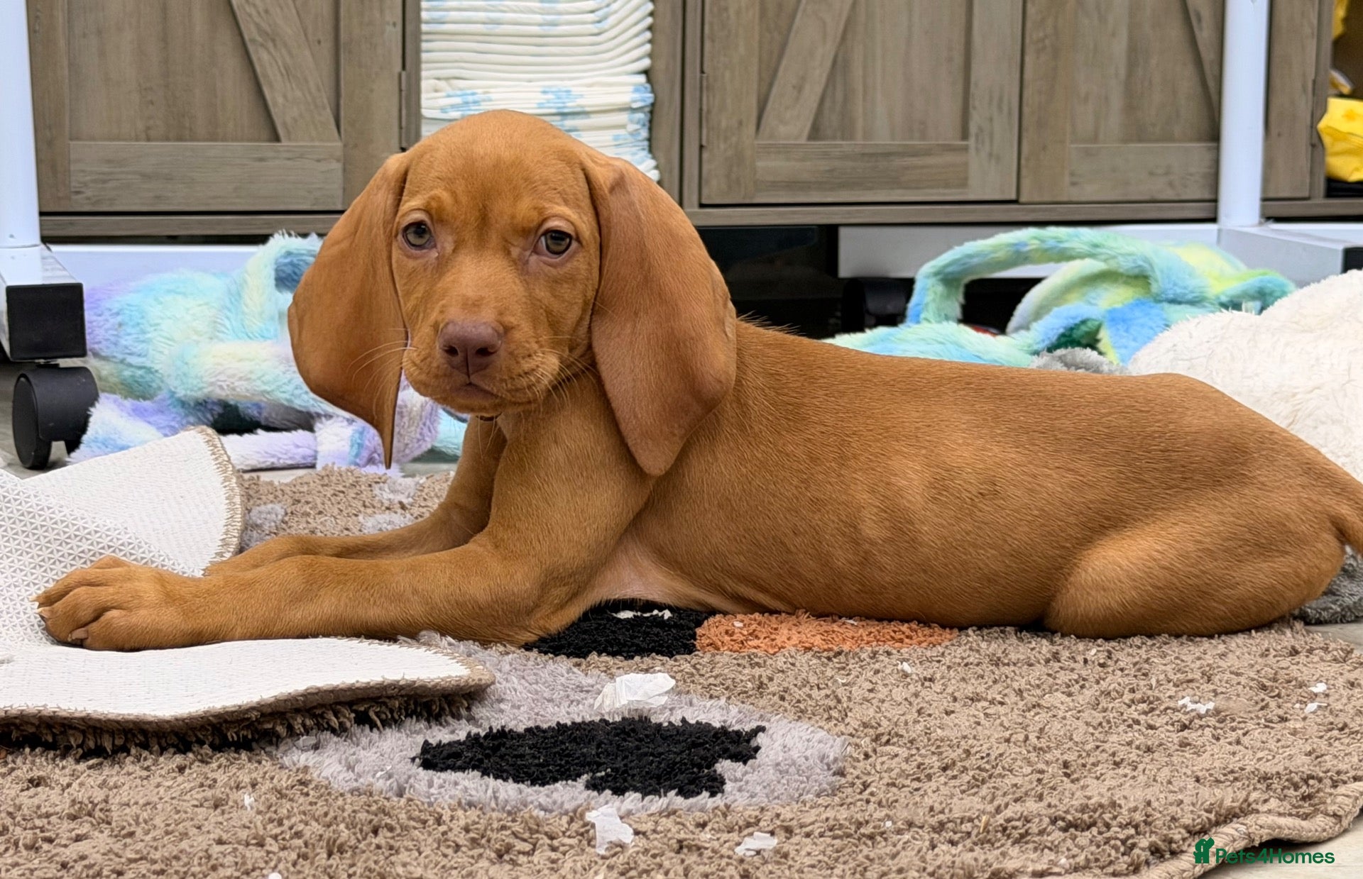 Hungarian Vizsla dogs The Golden Hearted Guardians Chapter🥈 - Advert 1