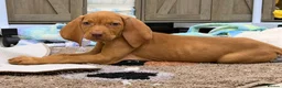 Hungarian Vizsla dogs for sale: The Golden Hearted Guardians Chapter🥈 - Advert 9