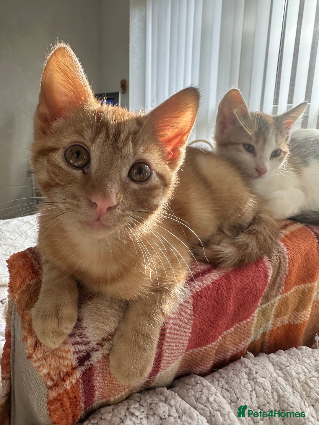 Mixed Breed cats for sale: 2 Adorable Friendly Kittens For A Forever Home - Image 5