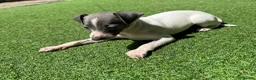Italian Greyhound dogs for sale: Stunning KC Registered Ready Now - Advert 2