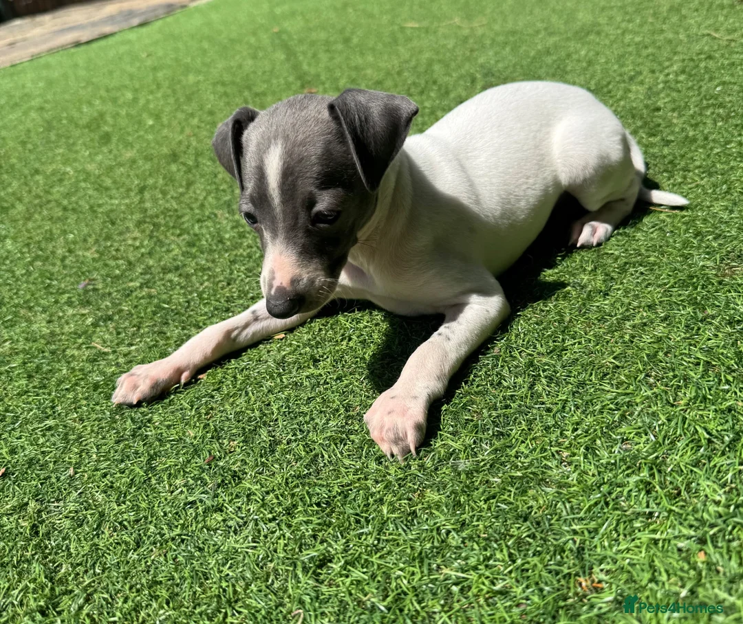 Italian Greyhound dogs for sale: Stunning KC Registered Ready Now - Advert 2
