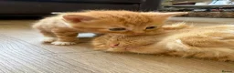 Mixed Breed cats for sale: 4 Ginger Male Kittens from 7th of September  in London - Advert 15