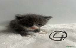 Mixed Breed cats for sale: 6 stunning kitten  - Image 8