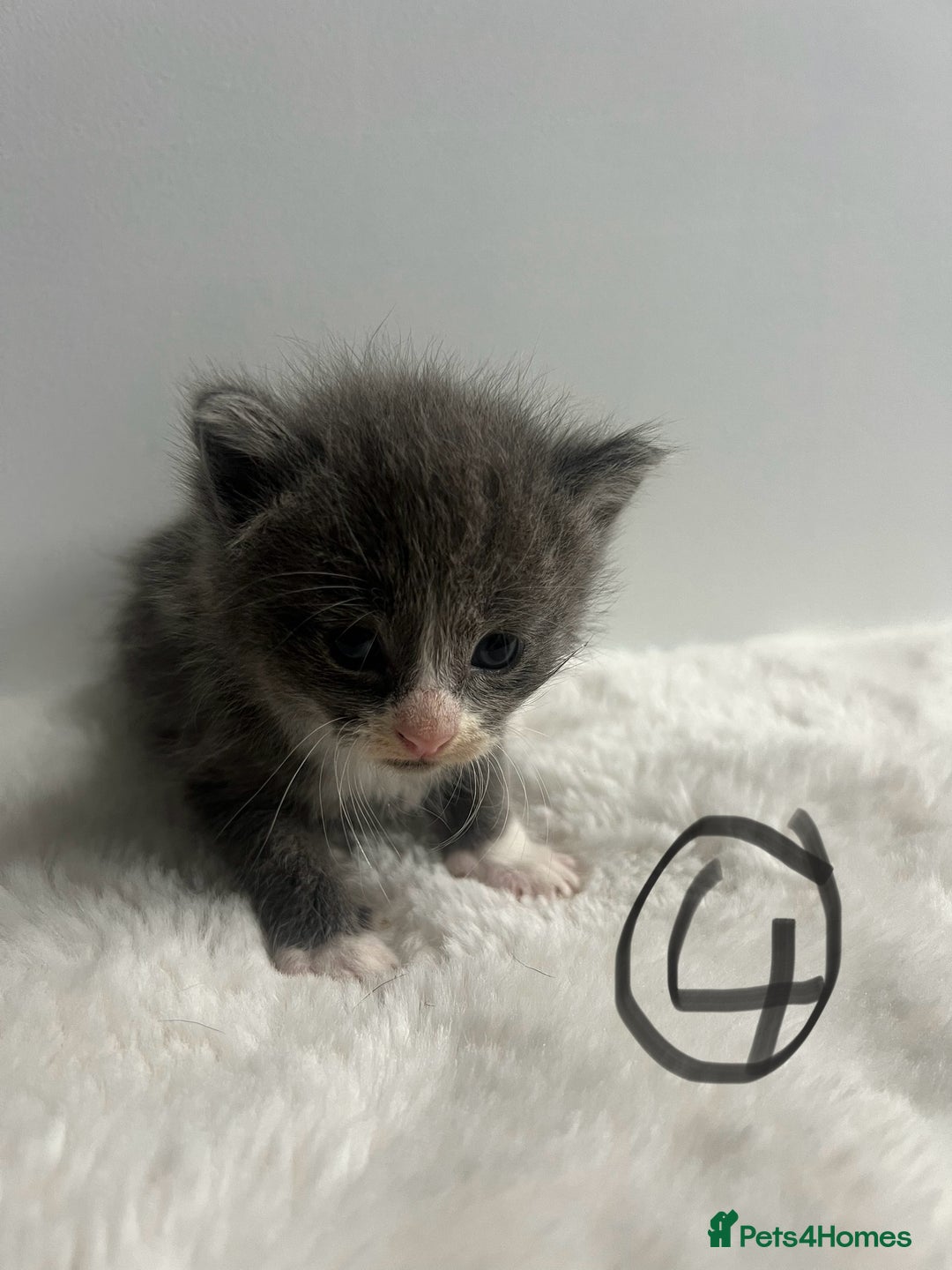 Mixed Breed cats for sale: 6 stunning kitten  - Image 8