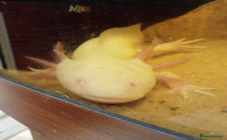 Axolotl reptiles - Advert 3