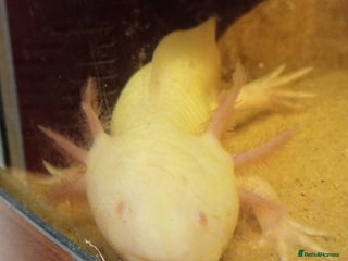 Axolotl reptiles - Advert 16