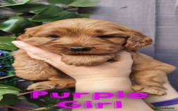 Cockapoo dogs for sale: Beautiful F1 Cockapoo Puppies - 3 boys 1 girl - Image 3