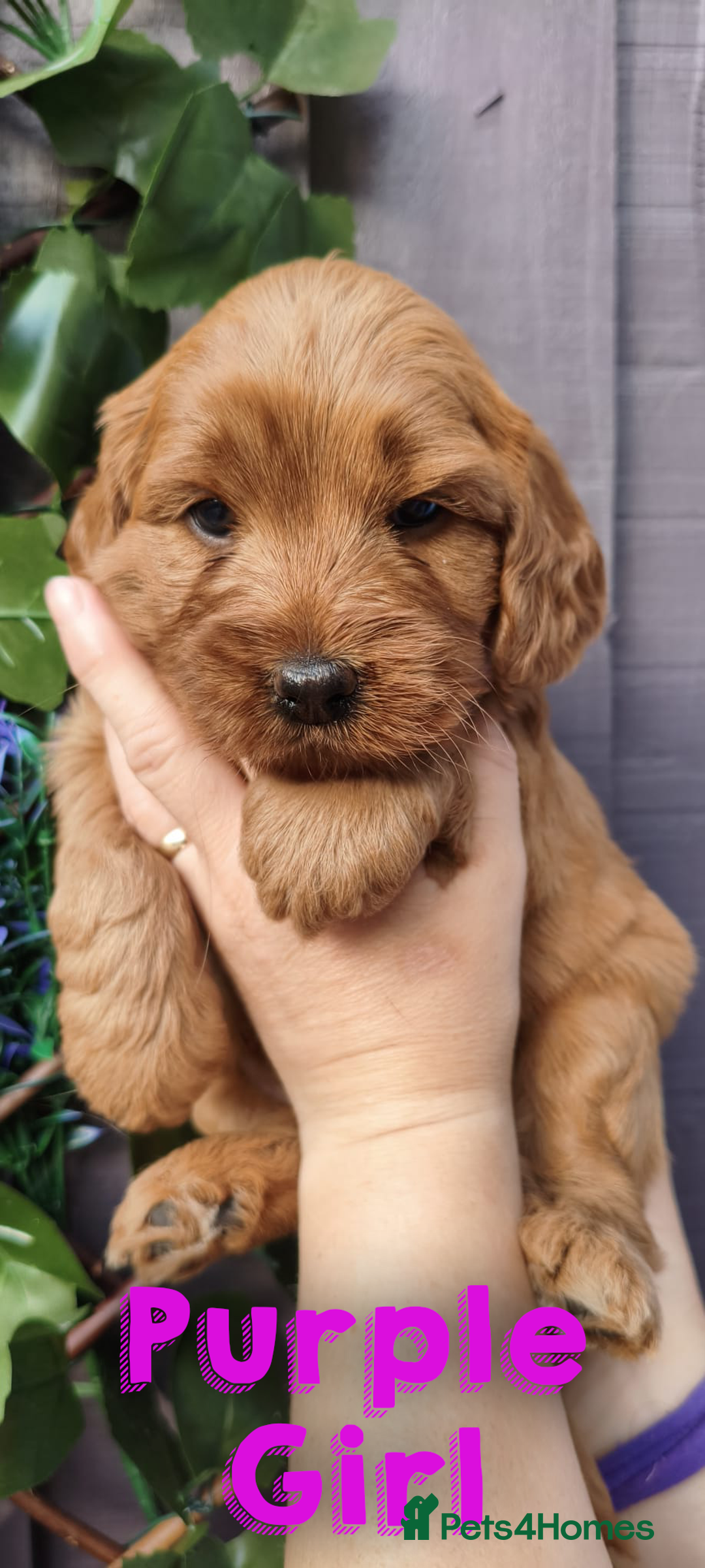 Cockapoo dogs for sale: Beautiful F1 Cockapoo Puppies - 3 boys 1 girl - Image 3