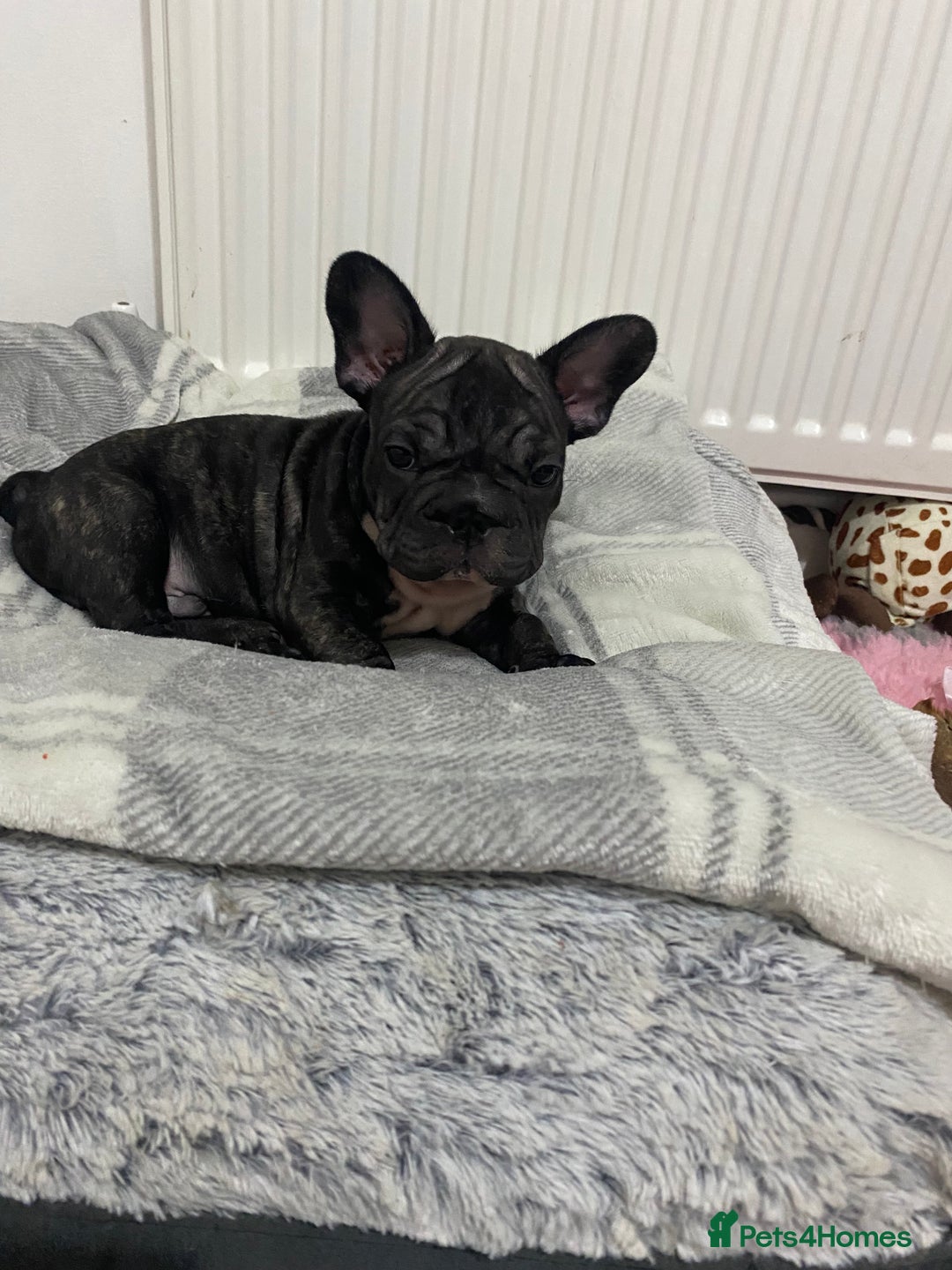 French Bulldog dogs for sale: 🐾 KC FRENCHIE PUPS 🐾 ready to leave last boy   - Advert 2
