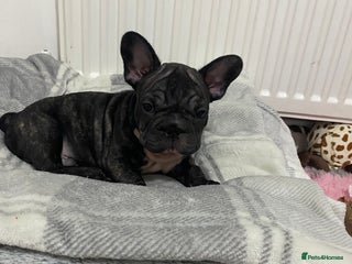 French Bulldog dogs 🐾 BEAUTIFUL KC FRENCHIE PUPS 🐾 ready to leave - Advert 16